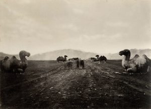 Camels along the Silk Road