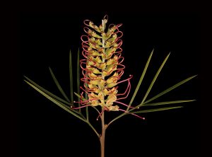 Grevillea, dye sublimation print on polished aluminum, 50 by 40 inches (Native to Australia, where Aborigines shake the nectar into their hands, but do not drink directly from the flower because many contain cyanide)