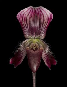 Paphiopedilum callosum, dye sublimation print on polished aluminum, 50 by 40 inches. (A rare, endangered slipper orchid from Vietnam)