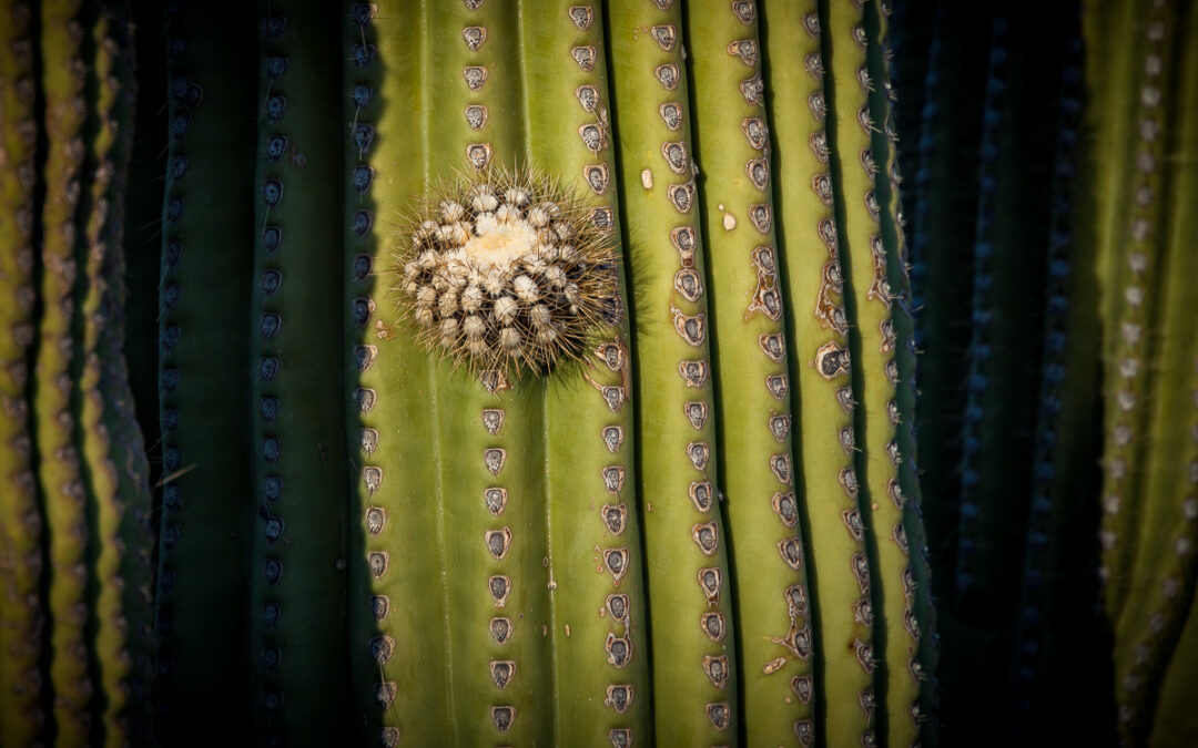 James Cowlin: Consider the Cactus